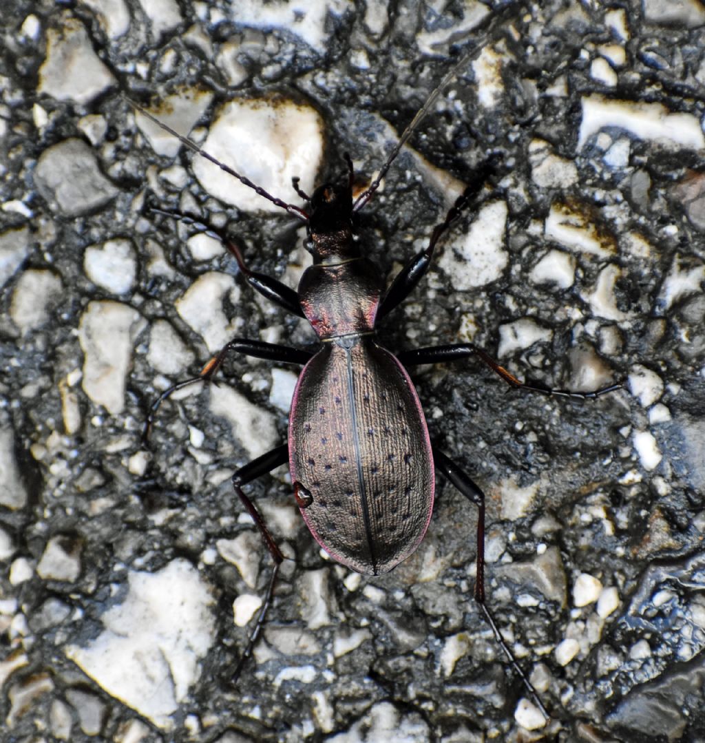 Carabidae:  Carabus creutzeri kircheri?  S !